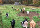 Breakfast Time for Delightful Hungry Goats