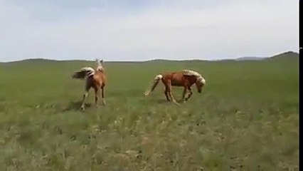 Энэ цаг үеийн эгэлгүй хурдан буян, амгалан төрийн ажнай аав хүү хос шарга азарга.Сайхан амьтад юмаа.