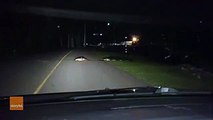 Gator Drags Dead Fish Across South Carolina Road