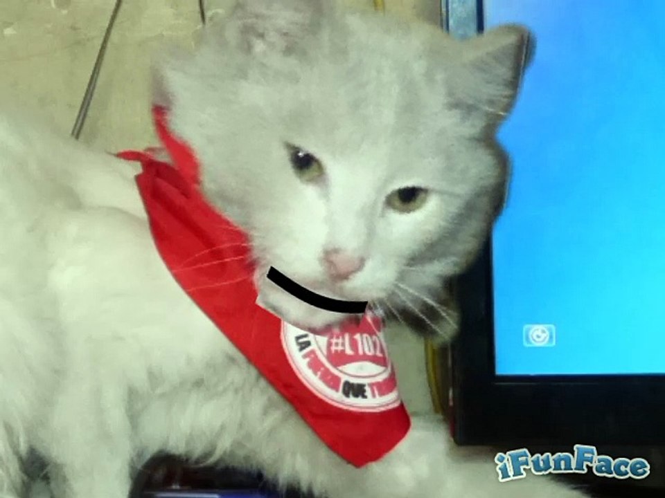 Gato canta muchoo