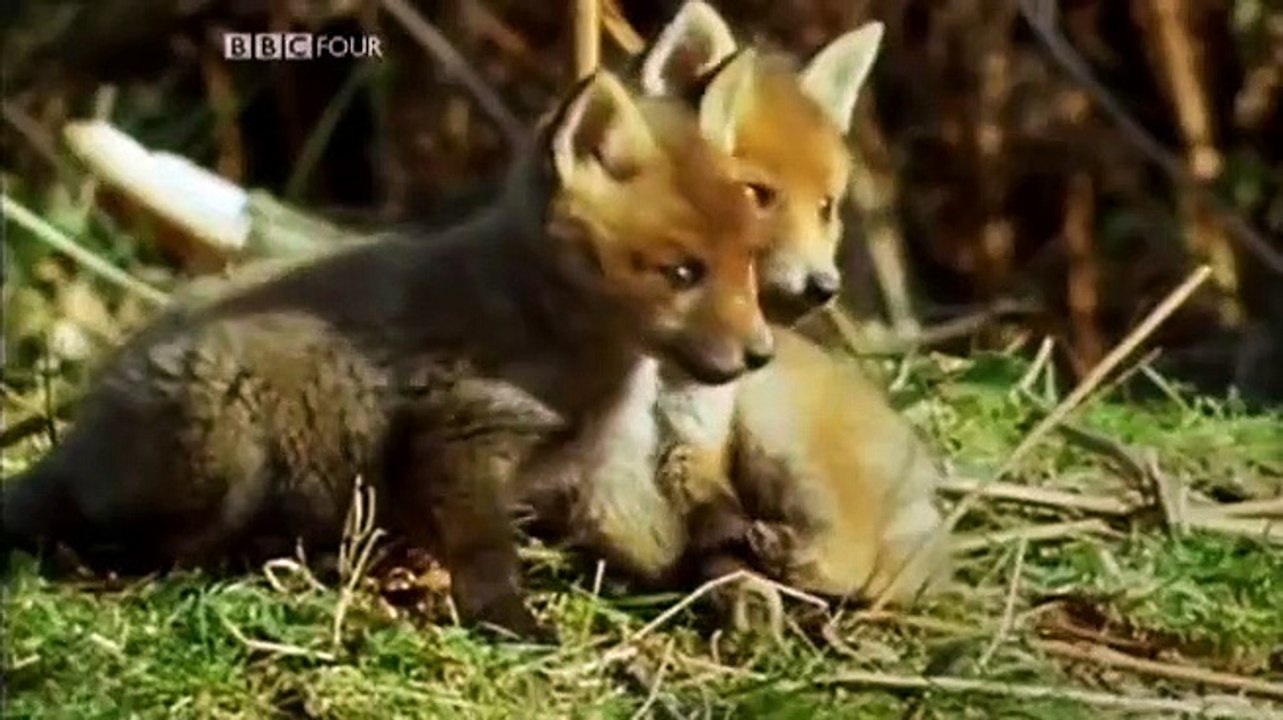 Europe A Natural History S01E03 Taming The Wild