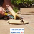 This lizard nearly died stuck in a pool filter!  