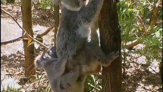 Wildest Australia - Wildlife/Nature