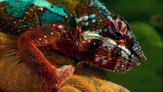 Nature Documentary 2017 - Amazing Animals Hidden Deep in the Jungle