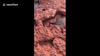 Sassy crab does cut-throat gesture to camera