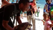 The Anguilla Department of Fisheries & Marine Life hosted a turtle tag and release mission today of Greenback turtles. Resort guests and many school children we