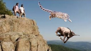 Clever Goat jumps to The Cliff To scape From Snow Leopard