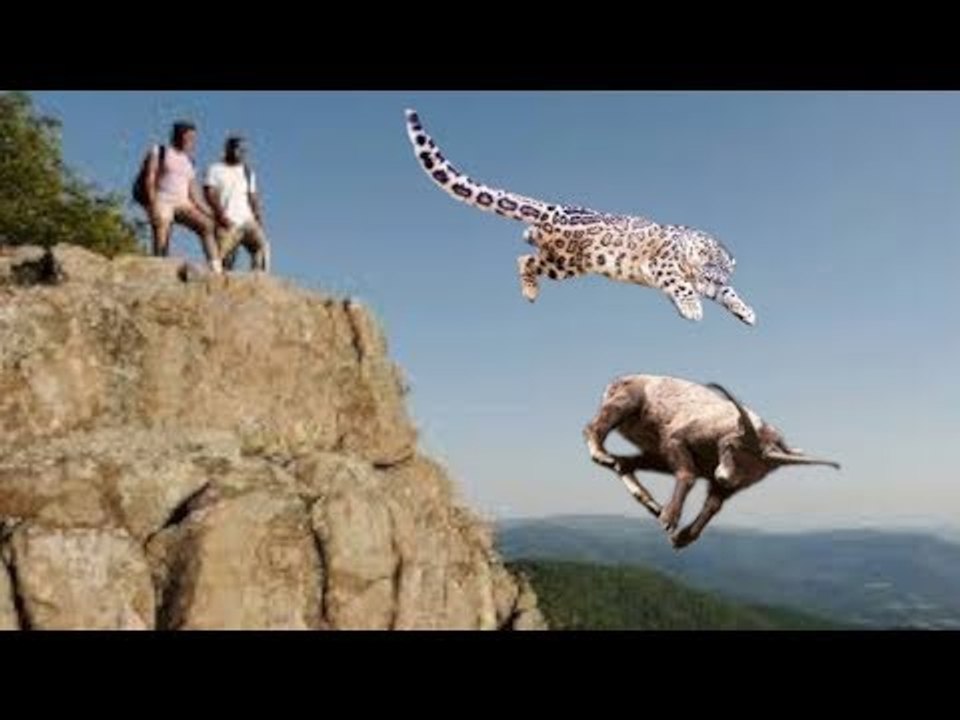 Clever Goat jumps to The Cliff To scape From Snow Leopard