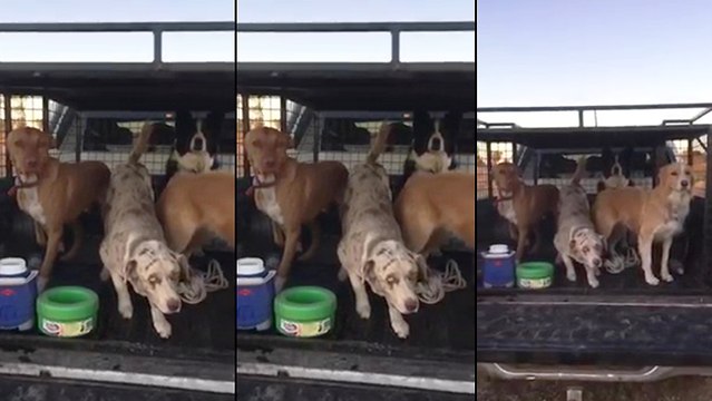 Des chiens qui font le Mannequin Challenge