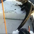 Un homme tente de faire descendre un alligator qui est monter sur son bateau.