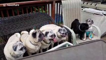 Adorable family of pugs enjoy watermelon feast