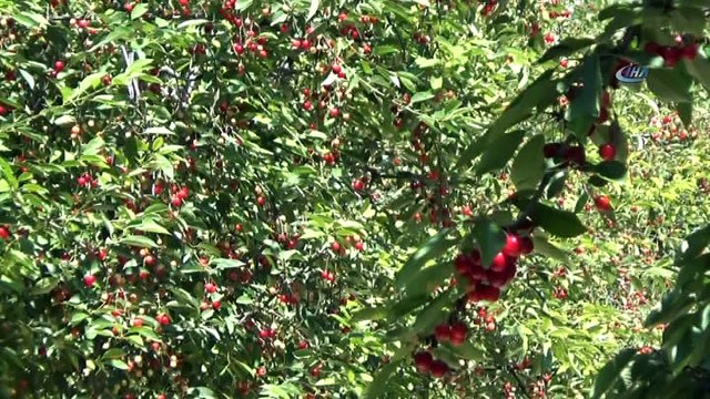 Bursa'nın dağ kirazı 8 liradan ihracatı bekliyor...Kiraz bahçeleri havadan görüntülendi