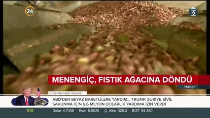 Menengiç, fıstık ağacına döndü