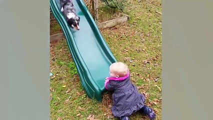 25 Funniest Dog Fails Of All Time | Funny Pets Compilation | #thatpetlife