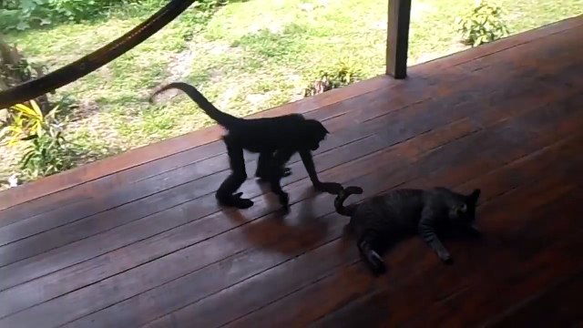 Monkeys and Animals Cute Monkeys Playing With The Animals (Part 1) [Epic Laughs]
