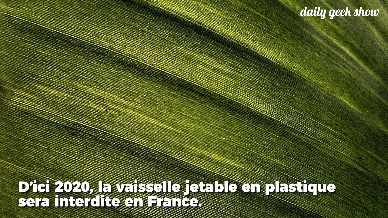 De la vaisselle jetable et recyclable à partir de végétaux