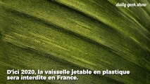 De la vaisselle jetable et recyclable à partir de végétaux