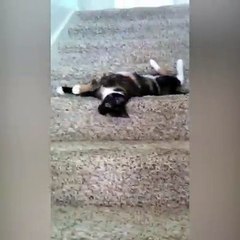 50% kitten. 50% slinky. 100% adorable.