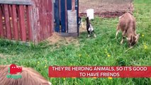 Who else wants to own a farm full of goats ?Leave the negativity behind and join our friendly animal community at Waggle.tv: