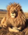 Un lion tranquillement installé dans la savane