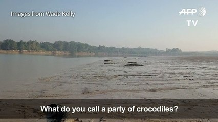 Australia: Crikey! Crocs alive!