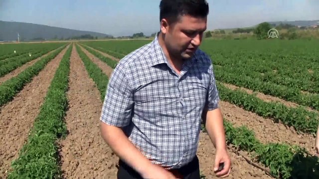 Domates üreticilerine 'feromon tuzağı' desteği - BALIKESİR
