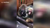 Tender moment papa monkey kisses baby monkey
