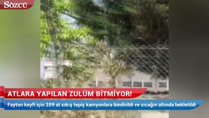 Atlara yapılan zulüm bitmiyor