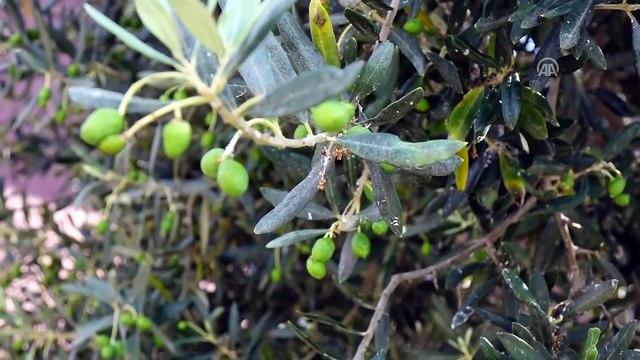 Edremit Körfezi'nde 15 bin ton zeytinyağı rekoltesi bekleniyor - BALIKESİR