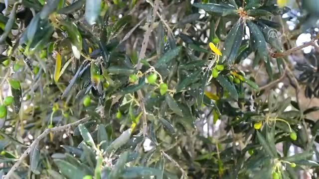 Edremit Körfezi'nde 15 Bin Ton Zeytinyağı Rekoltesi Bekleniyor