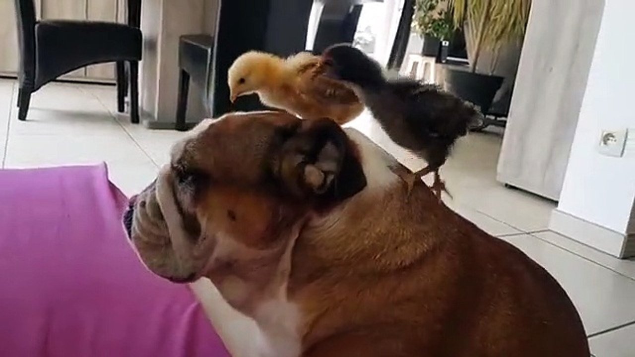 Ce chien laisse ces poussins lui picorer le dos...