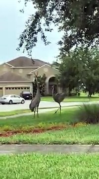 Quand 2 grues joyeuses se mettent à danser