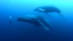 Ce plongeur se retrouve face à 2 baleines : expérience incroyable