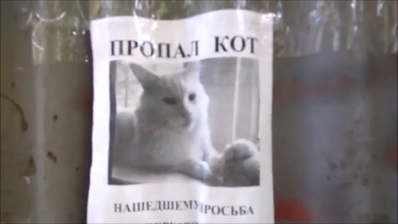 Illusion d'optique avec la photo d'un chat