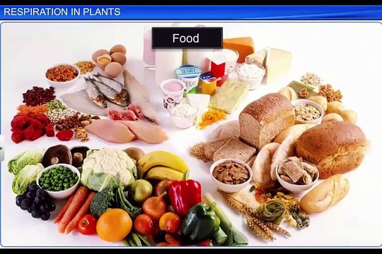 (1)CBSE Class 11 Biology, Respiration in Plants – 1, Respiration in Plants