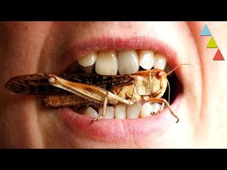 Los INSECTOS que comerás este 2018