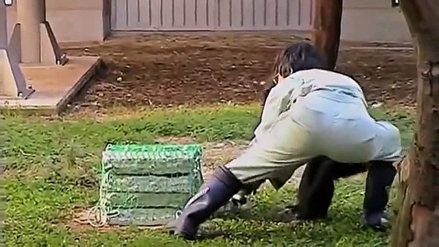 NOVA - APE GENIUS - Discovery Science Animals (documentary)