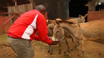 سرقات الحمير تزداد  في إفريقيا لتلبية الطلب على جلودها في الصين