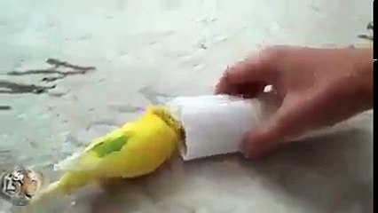 كلُّ كؤوس الحزن مريرة ،  وأمرّها كأس الفراق .  عصفور  يأبى الاستسلام  لحقيقة موت رفيقه ، ويحاول بإمكانياته الصغيرة  استبقاءه حياً .