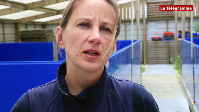 Océanopolis. Un phoque annelé balisé et relâché