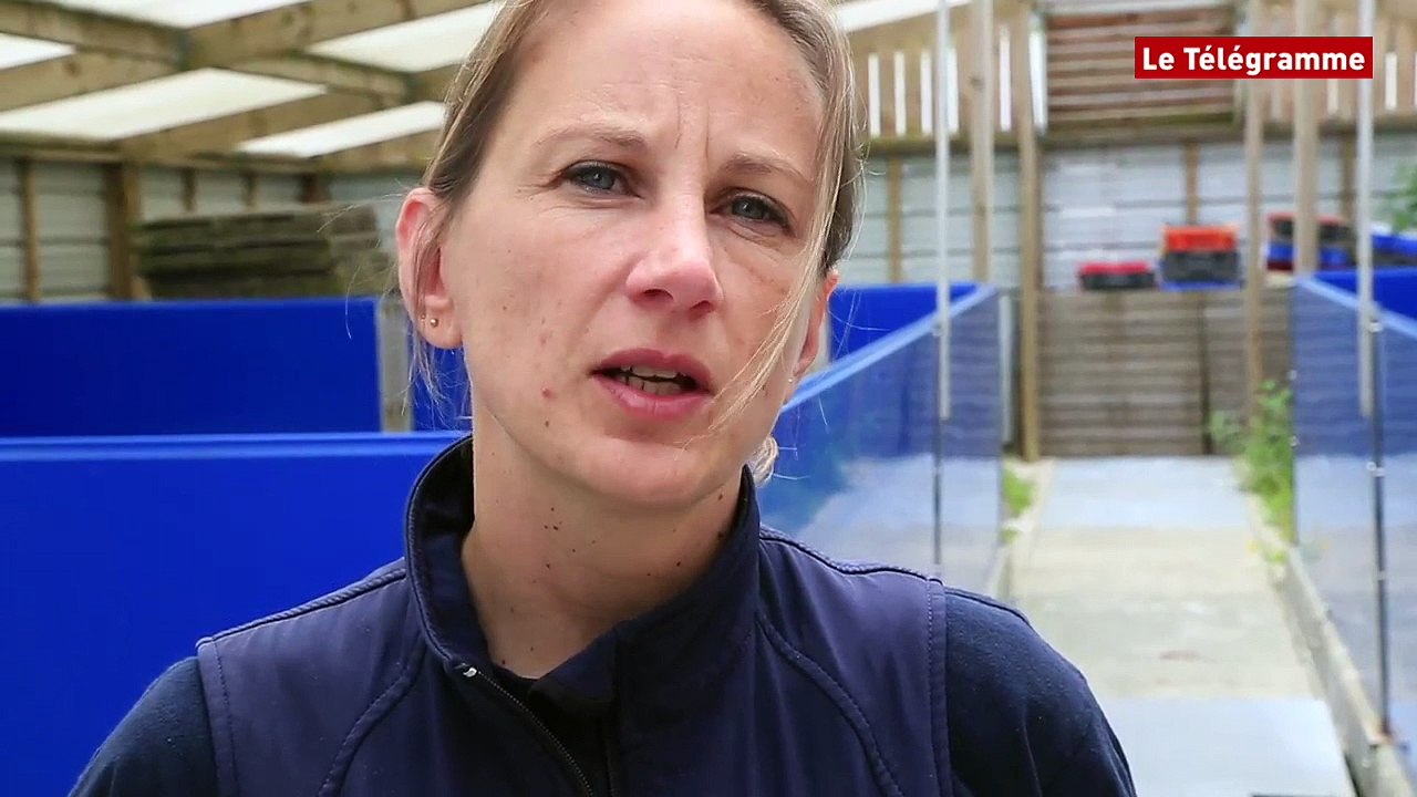 Océanopolis. Un phoque annelé balisé et relâché