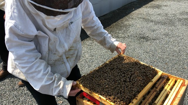 Des ruches installées sur le toit de la mairie