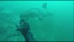 Ce plongeur se fait percuter par un grand requin blanc qu'il n'a pas vu venir