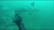 Ce plongeur se fait percuter par un grand requin blanc qu'il n'a pas vu venir