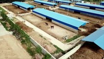 Matanzas ilegales y burros despellejados por la demanda china