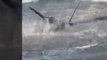 Beached Marlin Dies in Port Aransas Surf, Despite Rescue Efforts