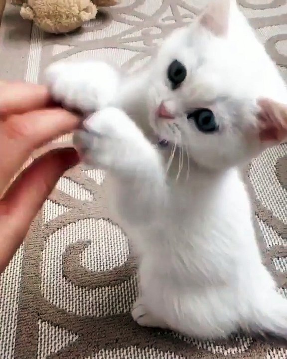 small kittie with small fingers 2020