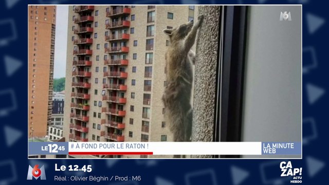 Un raton laveur escalade un gratte-ciel de 23 étages et devient la star du web