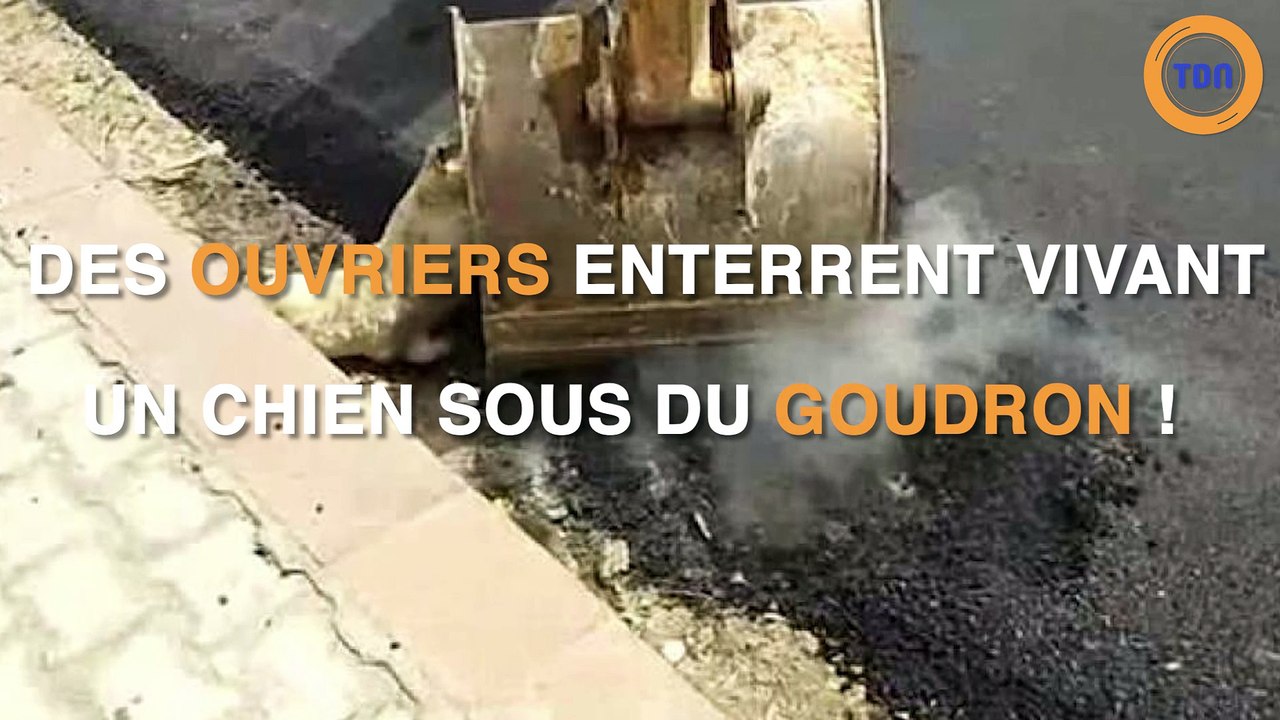 Pauvre toutou