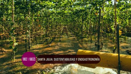 Vinos y Amigos Programa 195 Bloque 1